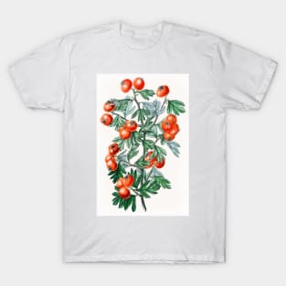 Sweetest-scented hawthorn flower branch T-Shirt